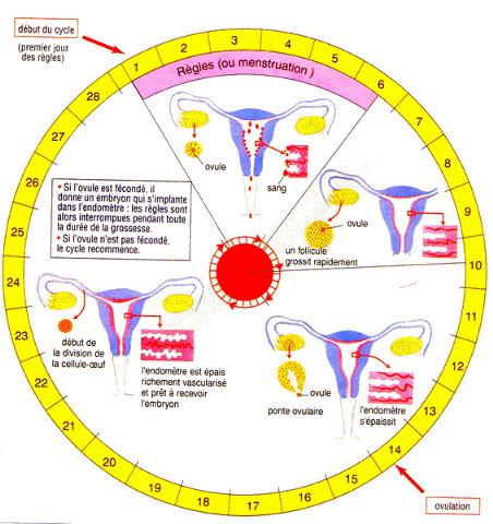 comment savoir quand on ovule