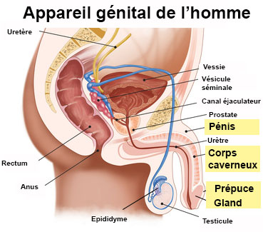 organ masculin de erecție mărimea bărbăției într  o stare de erecție