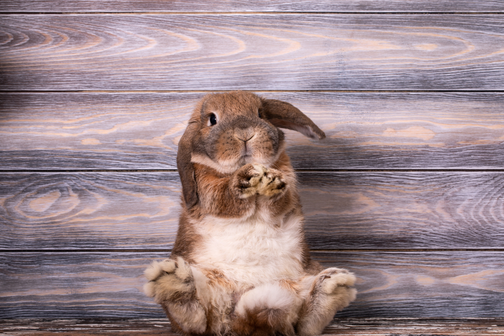 J'ai testé pour vous...avoir un lapin chez soi ! | Fil santé jeunes
